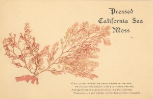 Pressed California Sea Moss                        